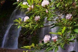 spring wildflowers in the Smoky Mountains