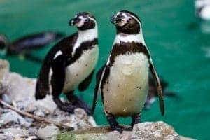 Adorable African penguins at the Gatlinburg aquarium.