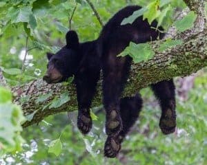 Black bear in a tree in the Smokies at one of the best national parks in USA.
