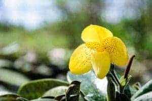 Smoky Mountain wildflowers make spring a best time to visit Gatlinburg TN.