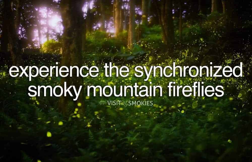 view of Synchronized Smoky Mountain fireflies