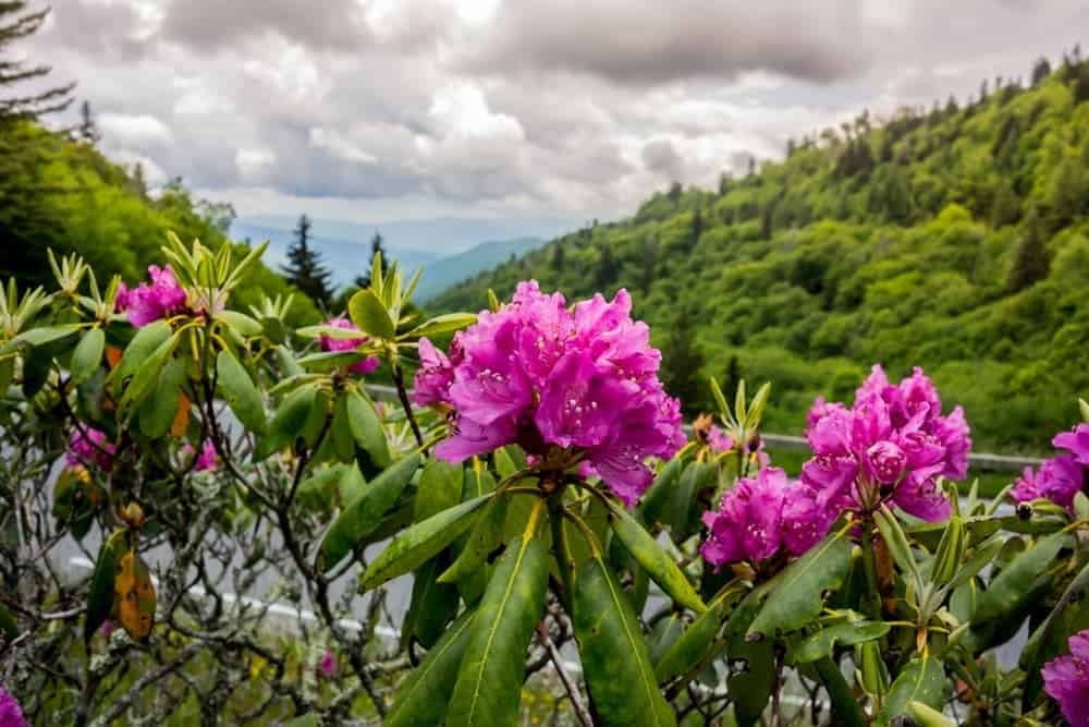 view of wildflowers in the Smoky Mountains