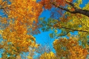 Amazing fall leaves in the trees in Gatlinburg.