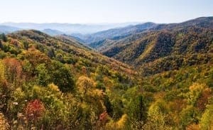 Bright green and yellow leaves on trees in the Smoky Mountains