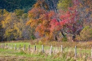 Fall colors in Cades Cove.
