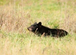 Smoky Mountain bear in field