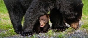 Smoky Mountain black bear and her cub