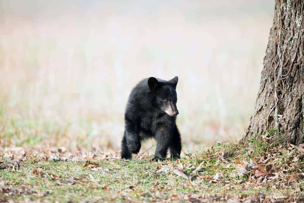 Smoky Mountain black bear in the woods