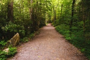 A scenic hiking trail in the Great Smoky Mountains National Park.