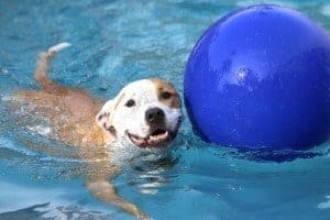 A smiling dog and a ball in a swimming pool.