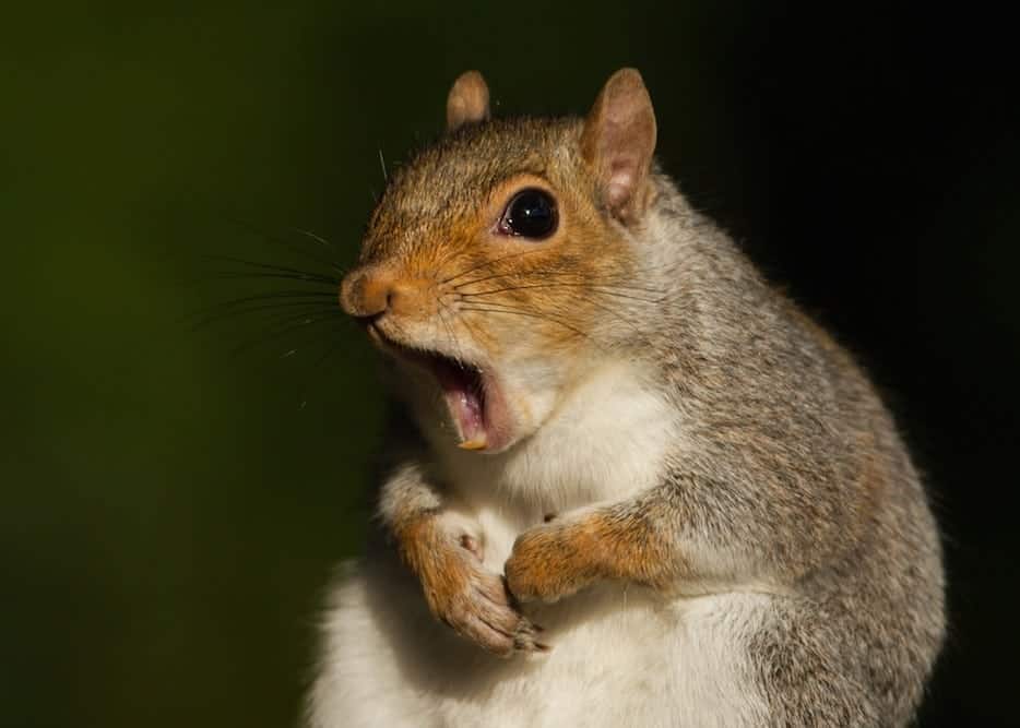 A squirrel with its mouth open at the Hatfield and McCoy dinner show in Pigeon Forge TN.