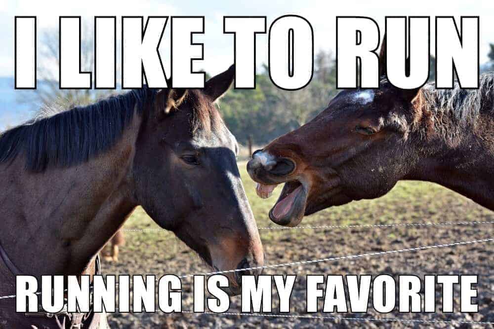 Horses saying I like to run, running is my favorite