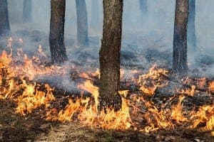 A controlled burn in a forest.