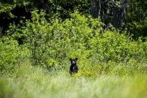 How You Can Help Keep Smoky Mountain Black Bears Safe