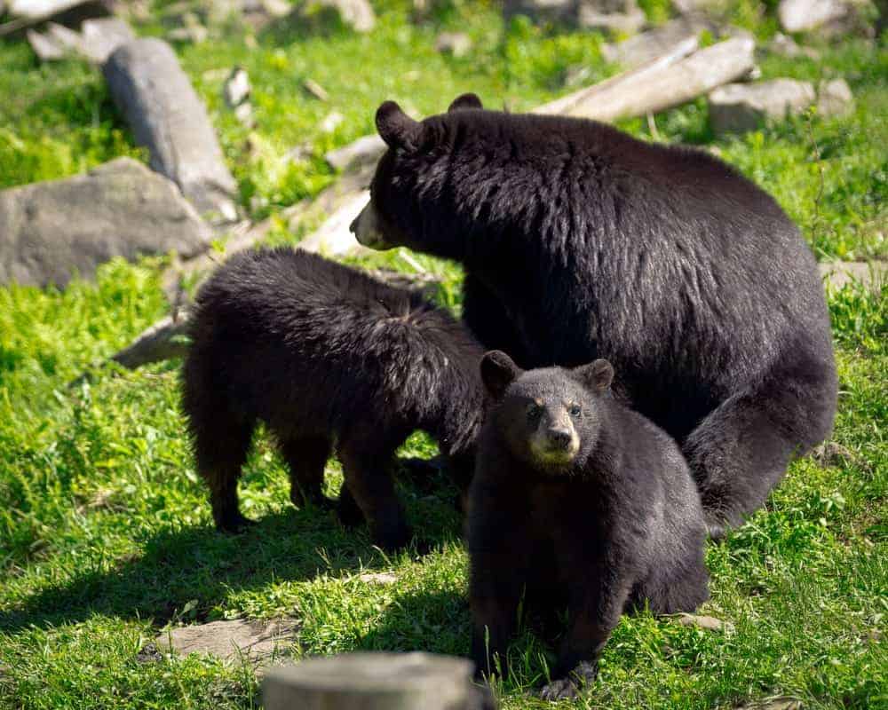 Mama Bear and 5 Black Bear Cubs Caught Playing in Family Swimming Pool