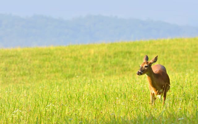 Deer in Cades Cove
