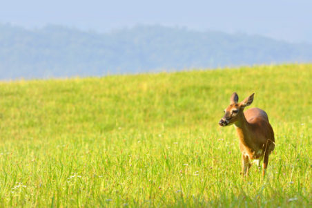 Deer in Cades Cove