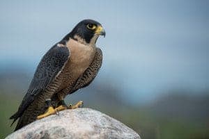 A Peregrine falcon perched on a rock.
