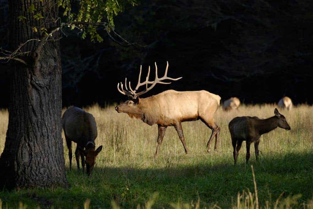 A herd of elk in the Great Smoky Mountains National Park.