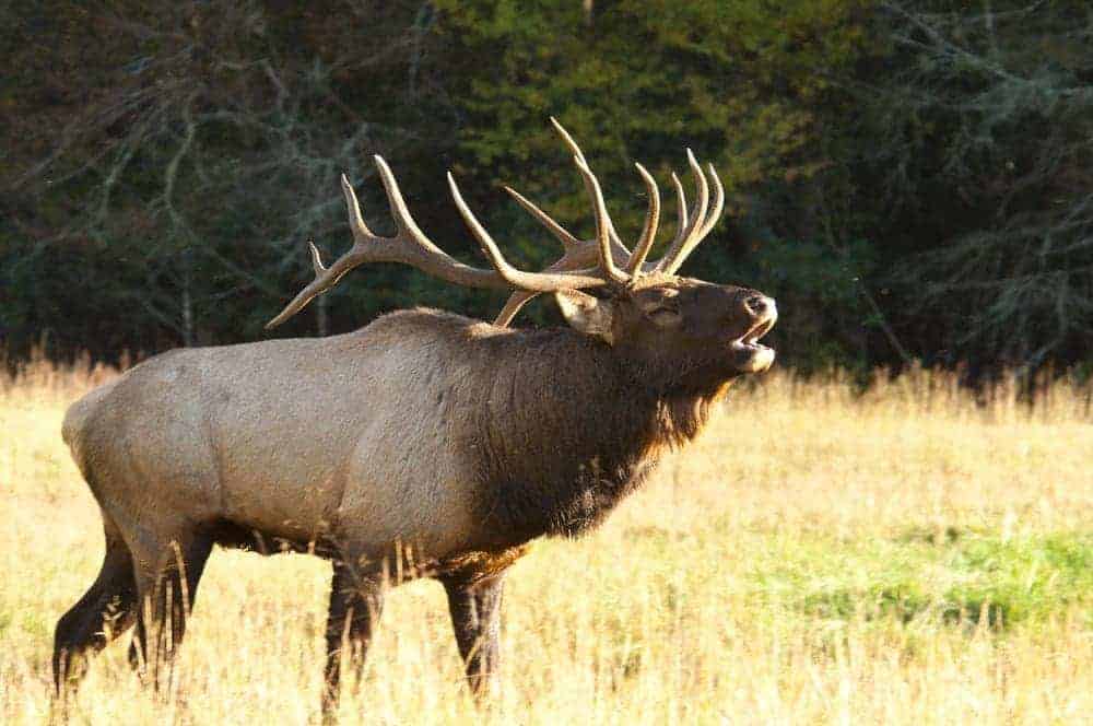 a large Smoky Mountain Elk