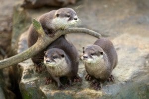 Three river otters in the wild.