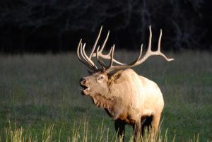 A male elk making a mating call in the Great Smoky Mountains National Park.