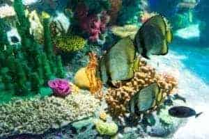 Tropical fish swimming around colorful coral at Ripley's Aquarium of the Smokies