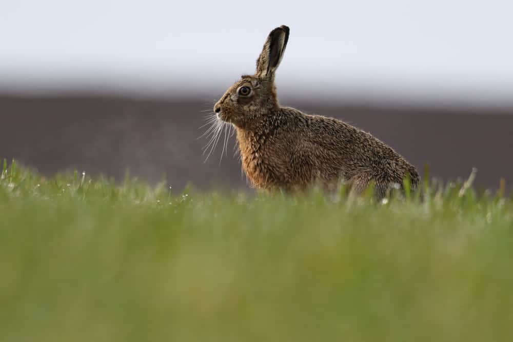 A rabbit in a field.