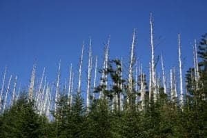 Clingmans Dome area view of the death of hemlock trees