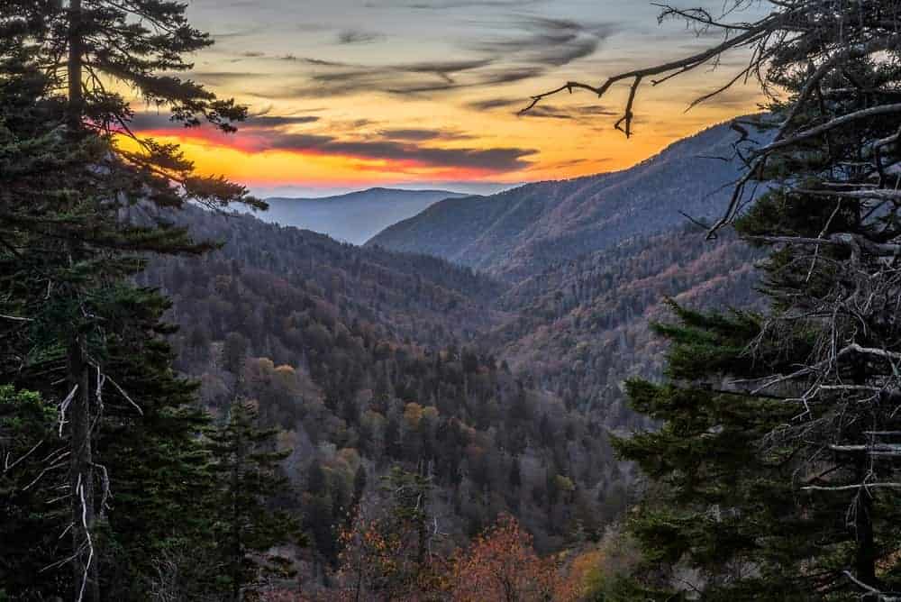 Hemlock forest in the Smoky Mountains