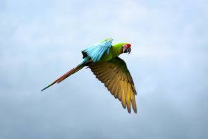 Parrot flying in the air