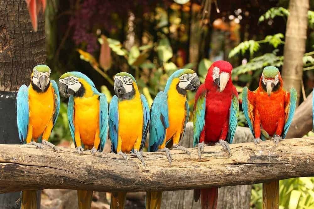 Parrots sitting on a perch.