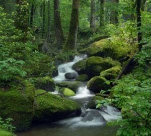 Quick Facts About the Great Smoky Mountains National Park