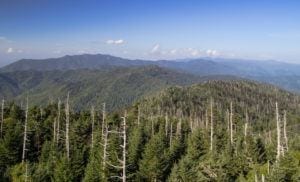 Trees dying from the hemlock wooly adelgid