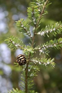 White webs from the hemlock wooly adelgid insect