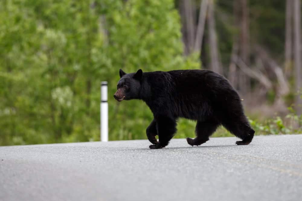 A black bear crossing the road.