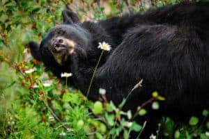 A black bear in the Smoky Mountains feeding in a berry patch.