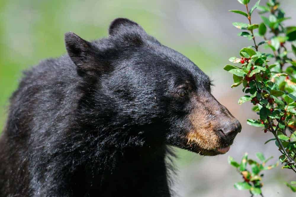 A black bear looking at berries on a branch.