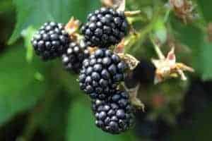 Blackberries growing on a plant.
