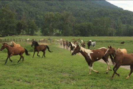 Walden Creek Riding Stables