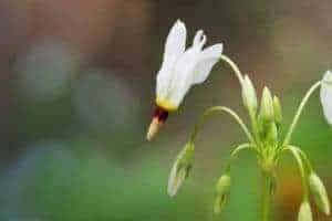 A beautiful white wildflower.