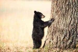 A black bear cub with his paws on a tree.