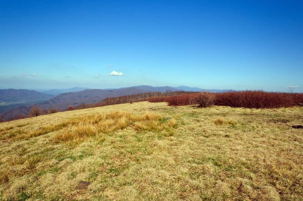 A grassy meadow at the top of Gregory Bald in the Smoky Mountains.