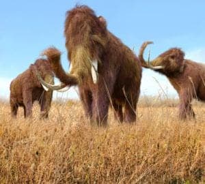 An illustration of woolly mammoths grazing in grass.