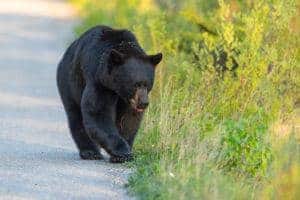 Smoky Mountain black bear walking on the road