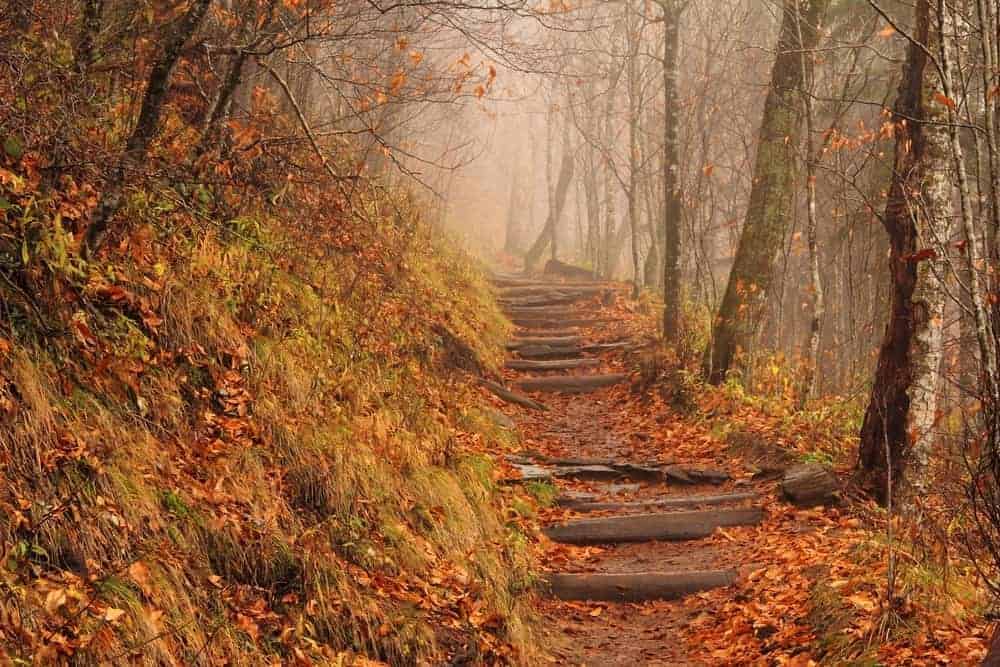 The Smoky Mountains Appalachian Trail on a foggy fall day.