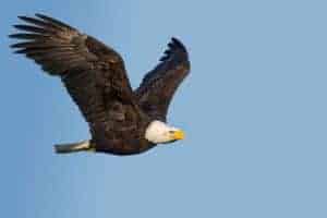 A bald eagle in flight.