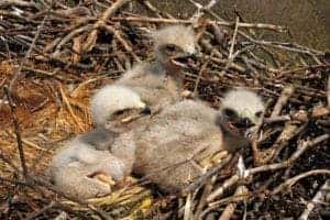 A nest of baby eagles.