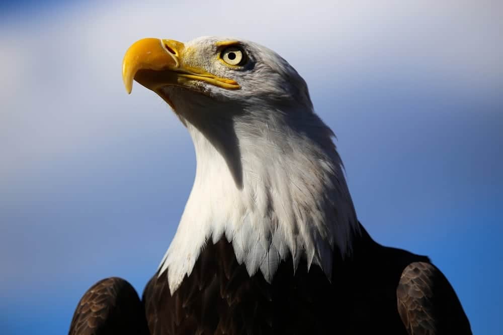 Majestic closeup of a bald eagle.