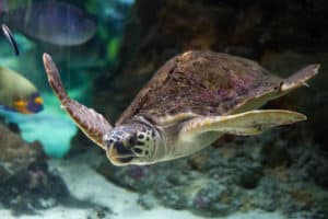 sea turtle